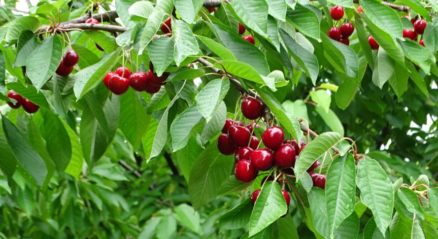 Черешите ще изгният: Няма берачи за 60 ст./кг, изкупната цена е 1,10-1,50 лв.