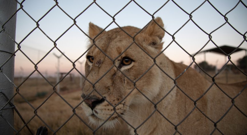 Лъв и две тигърчета - жертви на Ковид-19