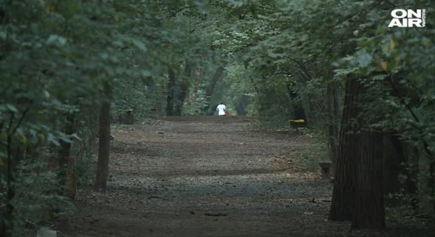 Предстои ли поголовно изсичане на дървета в Борисовата градина?