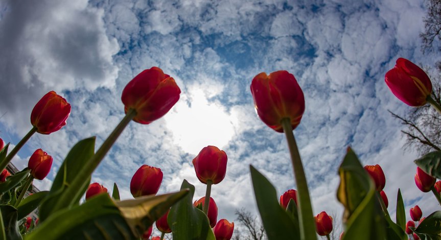 Очаква ни слънчева неделя, живакът на места удря 30 градуса