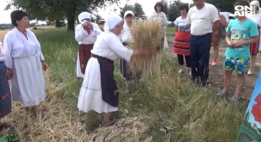 С традиционен ритуал започна жътвата в Добруджа