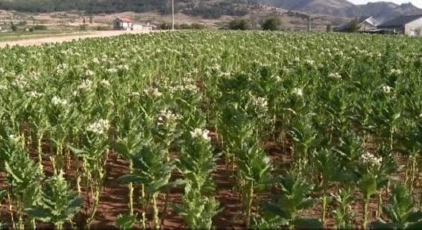 Всеки трети българин изкарва хляба си в селските райони