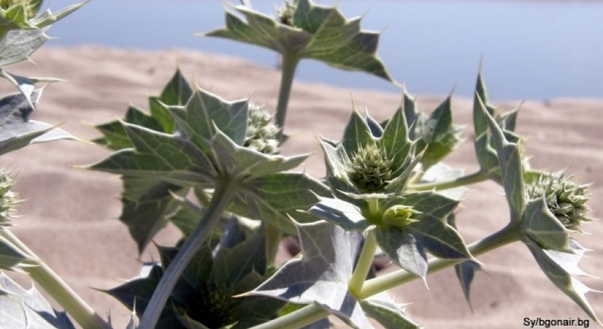 Незаконно къмпингуващи на Корал? Те отговарят: Ние си платихме на Васил!