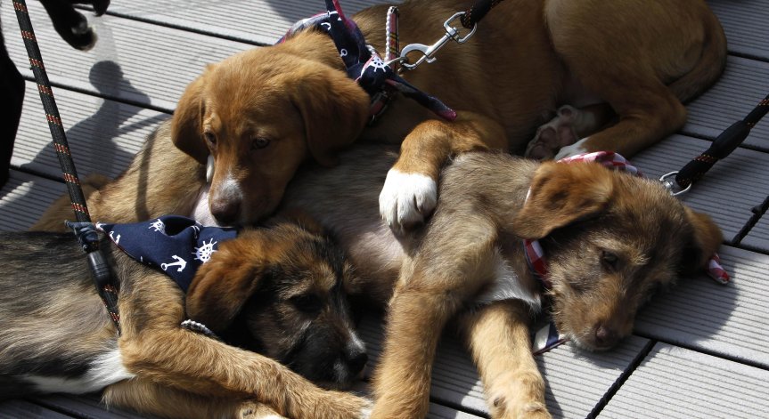 Как влияе суровата храна на кучетата?