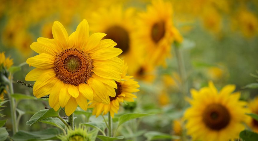 Русия увеличава квотите за износ на cлънчoглeдoвo oлиo c 400 xил. т