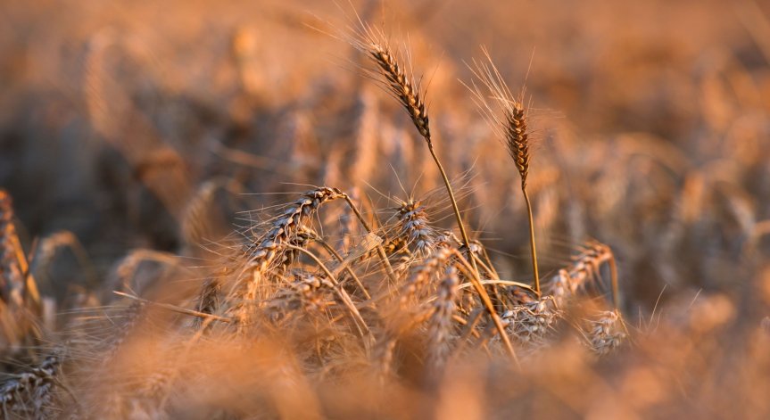 Русия увери: Скоро ще е готов финалният документ, позволяващ износ на украинско зърно