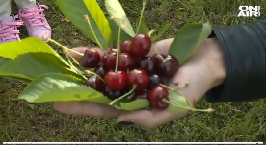 50% по-ниска е продукцията на череши тази година