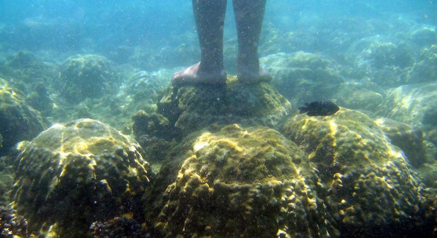 Болест унищожава кораловите рифове в Тайланд, хората са притеснени за поминъка си