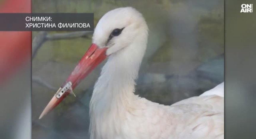 Протезата е направена с 3D принтер.