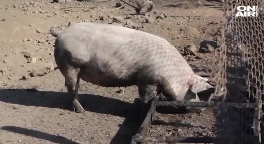 Принудителна евтаназия в незаконна свинеферма в Добрич