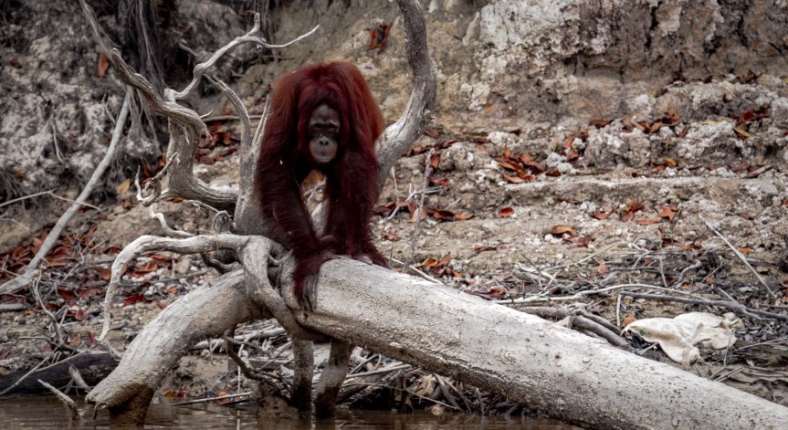 Земетресение със сила 7 по Рихтер удари край Борнео