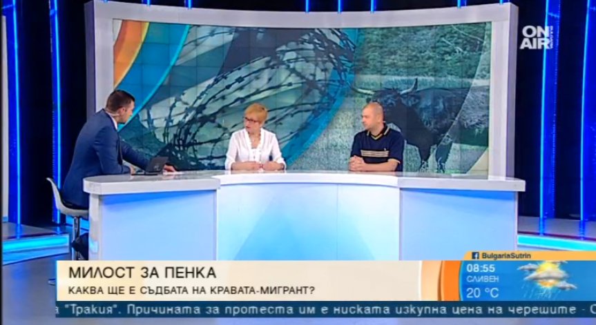 Кравата Пенка в битка за живота си с европейската бюрокрация и закони