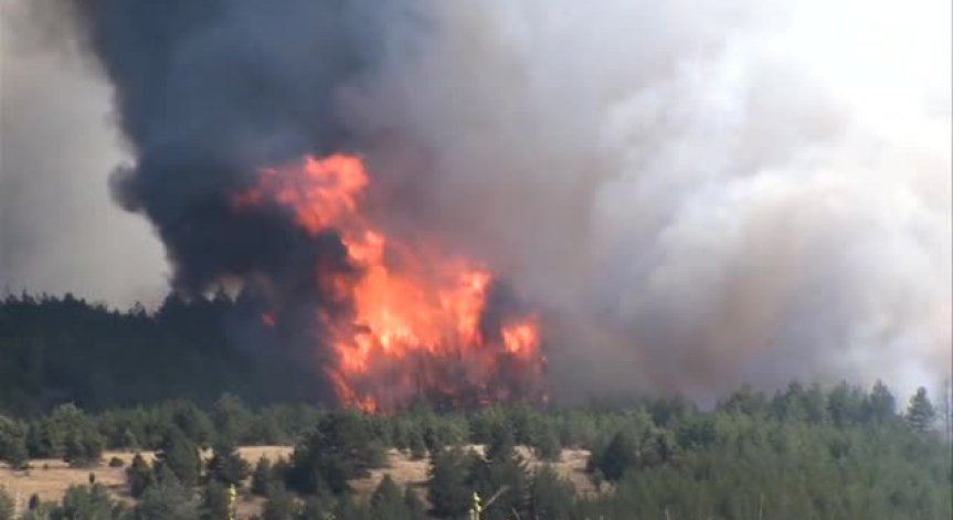 Равносметката от пожара в Кресна: 20 км. засегната площ и щети за 16 млн. лева