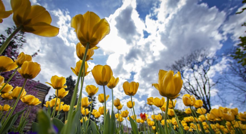 В сряда ще е предимно слънчево. 