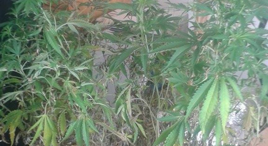 Полицията задържа мъж в София за отглеждане на канабис