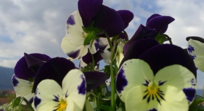 Цветница е!