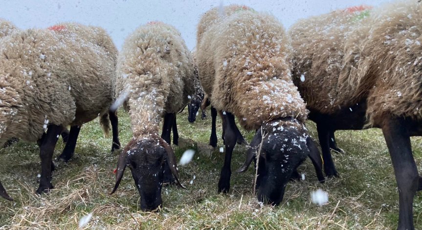 Млякото от фермата до щанда - 6 пъти по-скъпо, животновъди фалират
