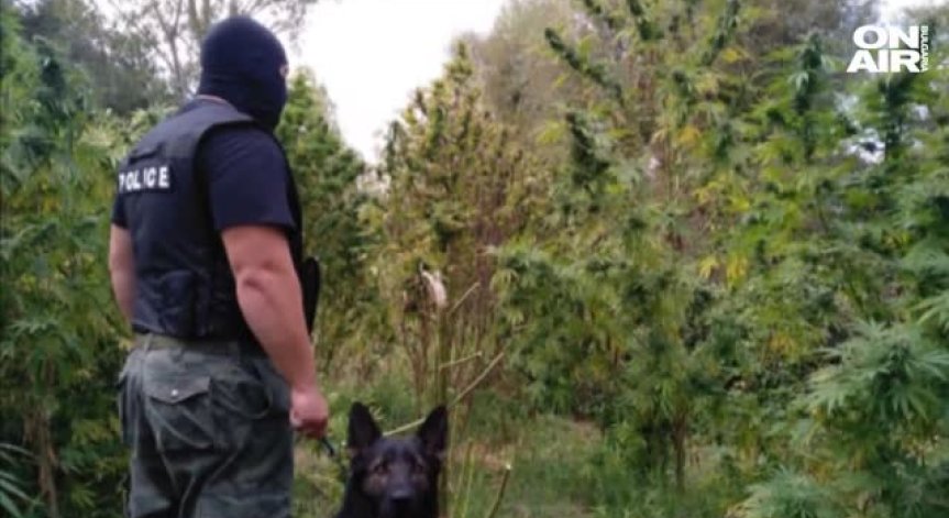 С две обвинения се сдоби служителят на БАБХ, отглеждал марихуана