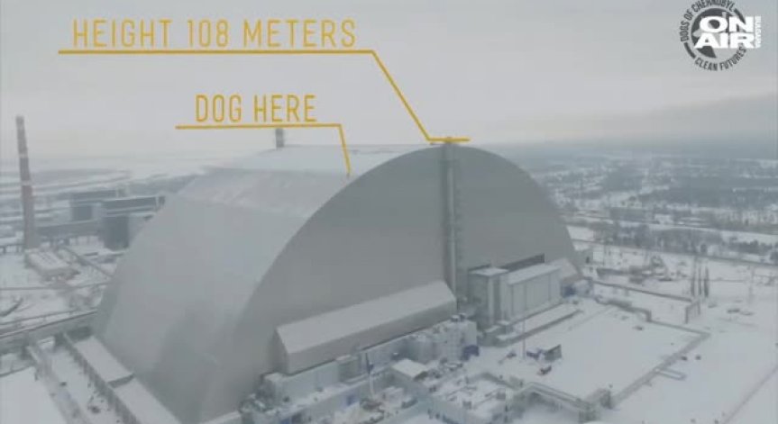 Спасиха бездомно куче от саркофага на чернобилския реактор