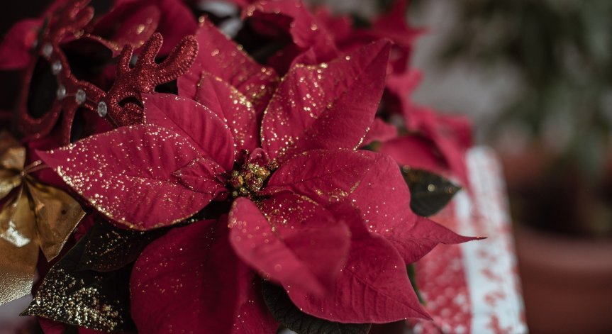 Няколко растения, които ще ви носят късмет и здраве в дома по Коледа