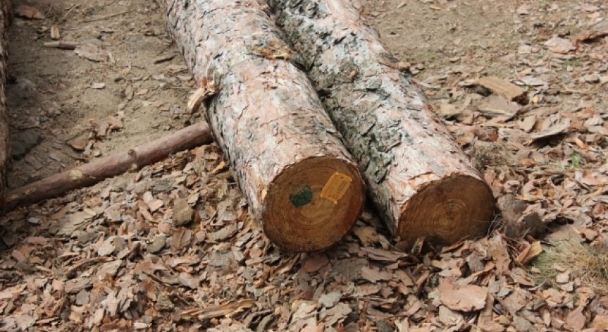 Правителството изпраща 1680 кубика дърва за огрев на граничарите