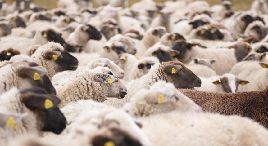 Животните също намаляват, не само стопаните им