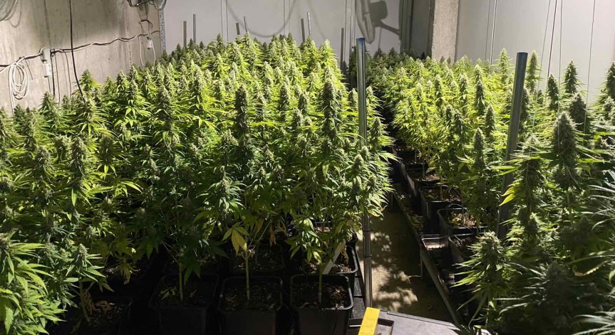 Полицаи откриха близо 100 кг марихуана във Ветрен дол