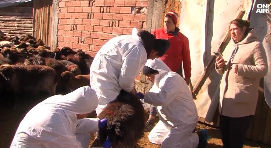 Забавянето застрашава здравето на овцете и козите не само в България, но и в ЕС, пише в писмото до МЗХ.