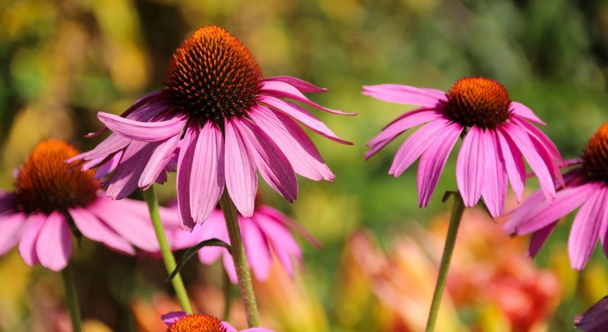  Днес това е една от най-изследваните и проучени билки.