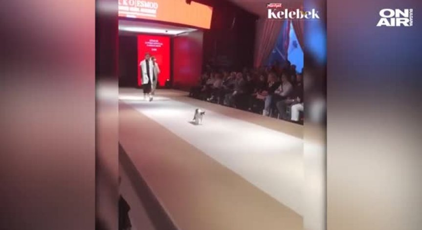 Котка се разходи по модния подиум в Истанбул
