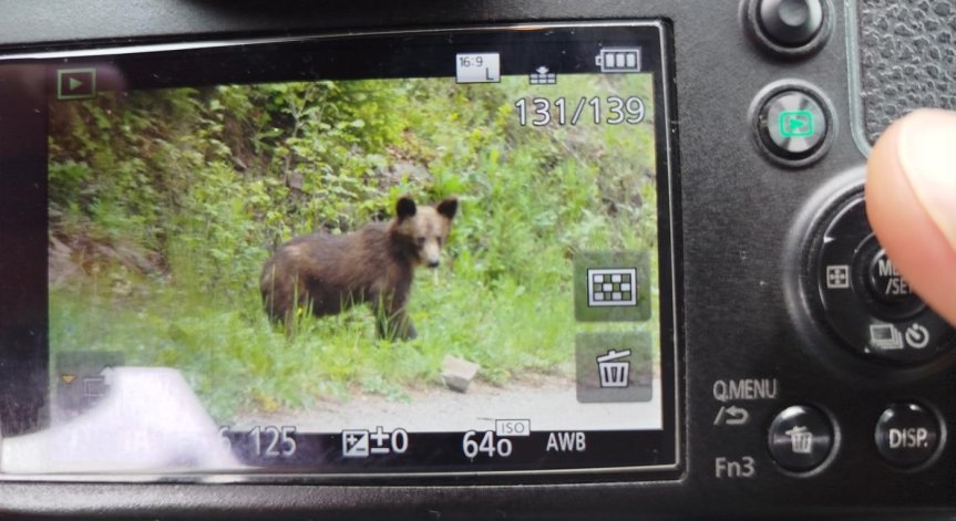 Предприети са спешни мерки за опазване на защитения вид.
