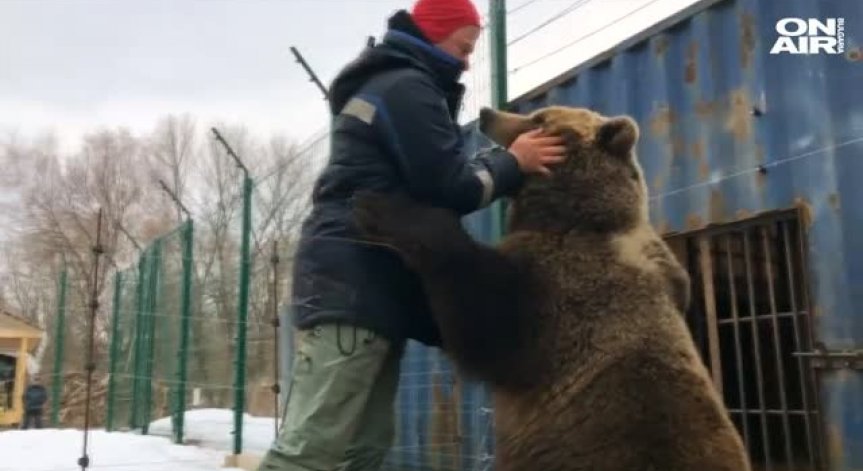 Летище в Москва с необичаен домашен любимец - кафява мечка