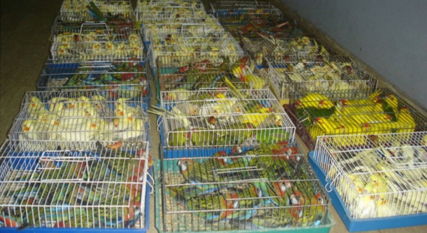 Зоополицията може да се бори с незаконния трафик на животни от защитени видове