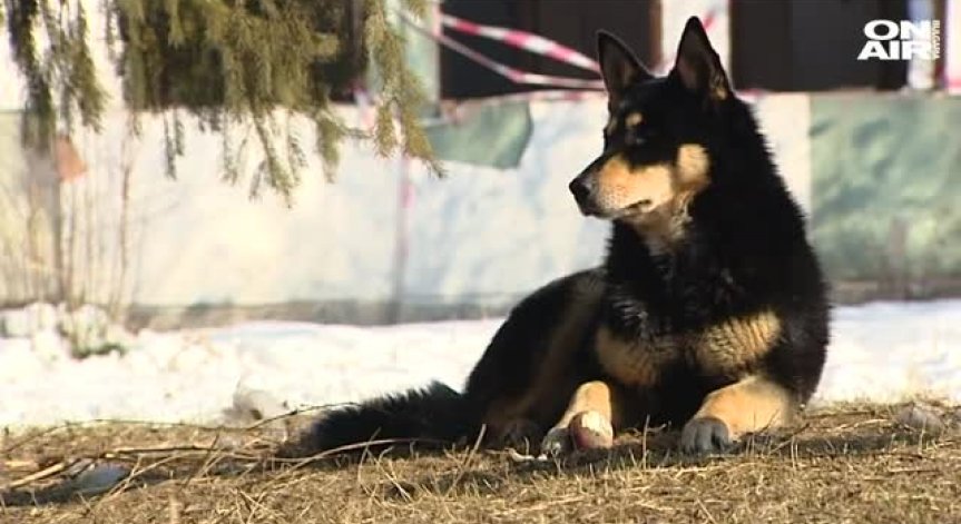 Сара - кучето, символ на вярност и преданост