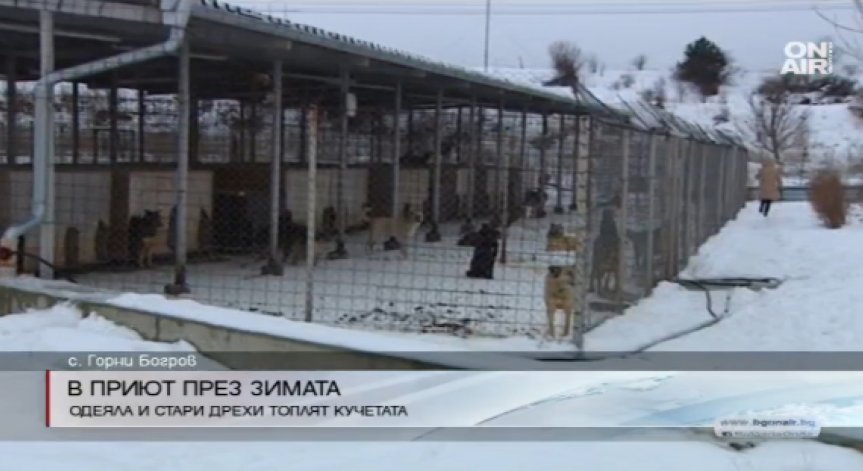 1500 кучета се борят със зимата в приюта в Горни Богров