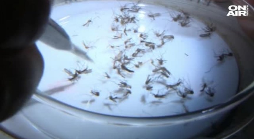 СЗО сформира спешен екип за борба със зика