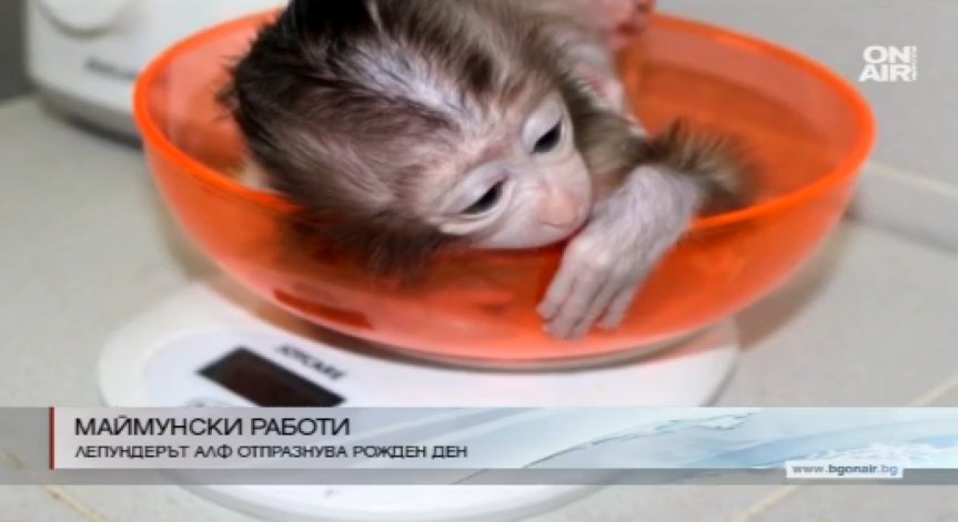 Маймунката Алф стана на една година