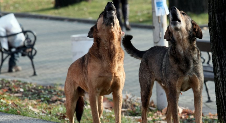 Сигнал от Helpbook: Кучета на детска площадка в София