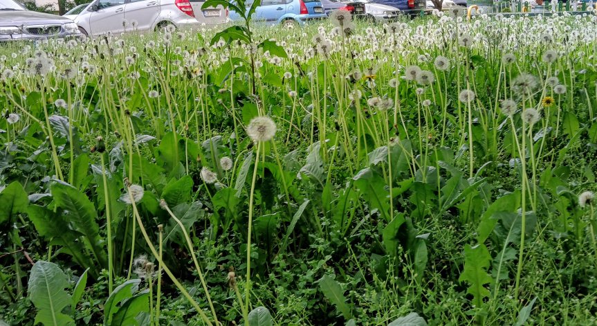 Столичани алармират: Тревата в София е до коляно и гъмжи от кърлежи