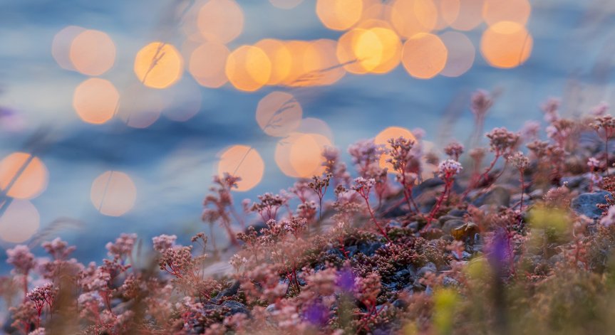 Лекарства на растителна основа с истински медицински свойства