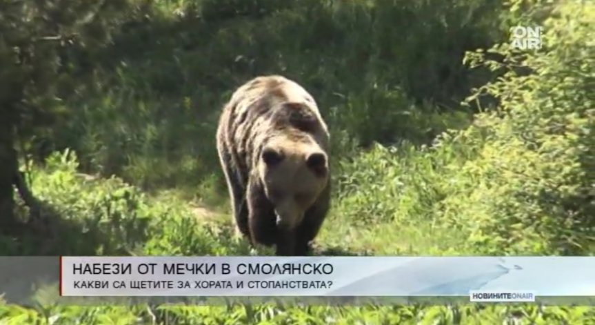 Нападения от мечки над стадата в Смолянско