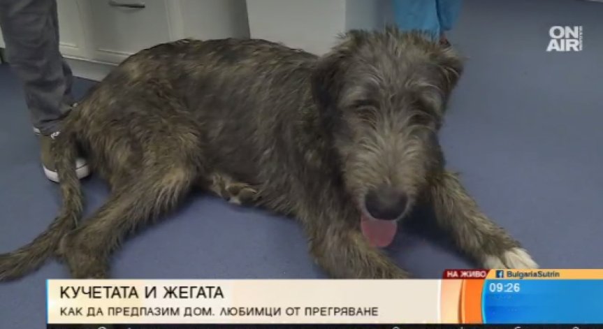 Как да предпазим домашните си любимци от жегите?