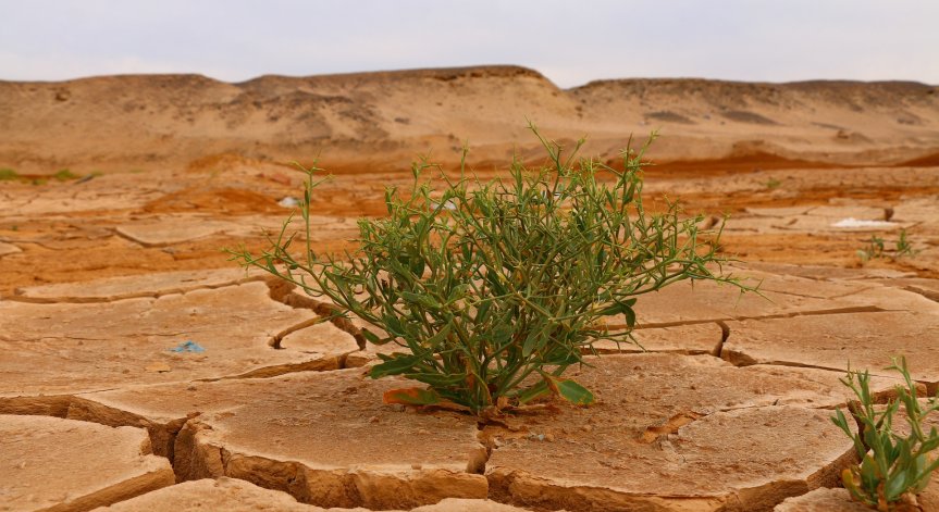 Мрачен век: Наводнения, жеги, недостиг на вода - какво ни вещаят климатичните промени?