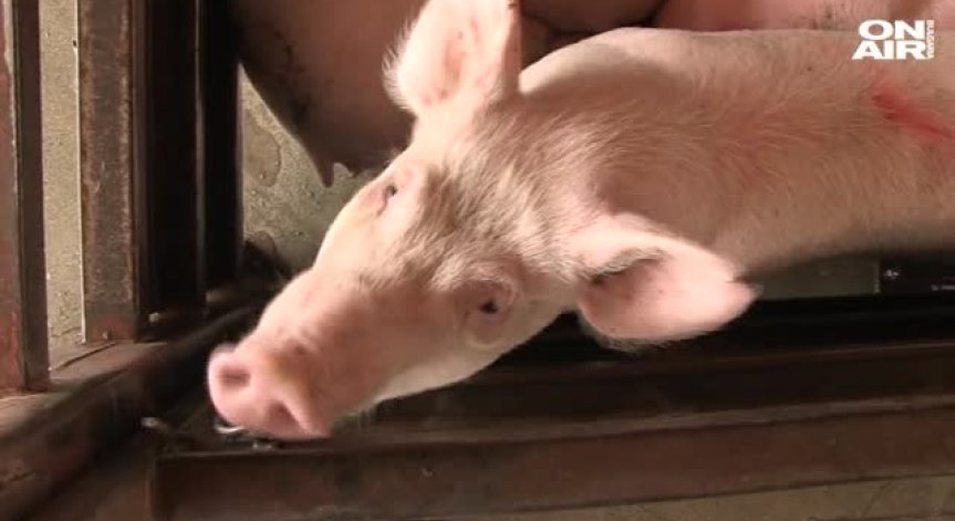 Африканска чума дебне свинете: Въвеждат се нови ограничения!