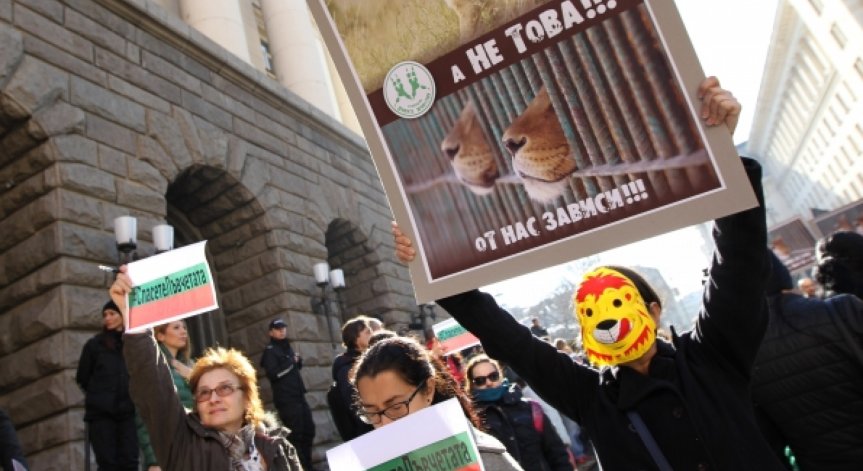 Граждани на протест! Не искат лъвчетата Терез и Масуд в Пазарджик