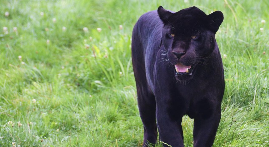 Заниманията трябваше да започнат на 21 юли и да завършат на 1 август.