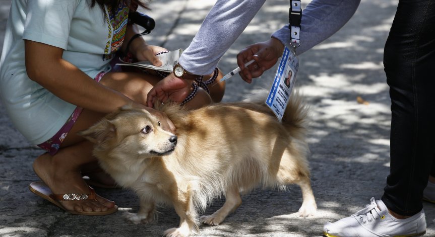 Русия създаде първата в света ваксина срещу Ковид-19 за животни