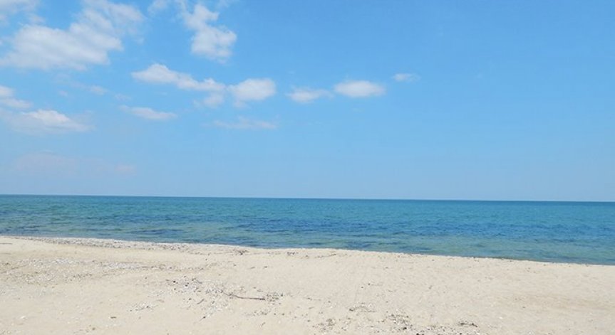 10 мъртви делфина били открити край Варна