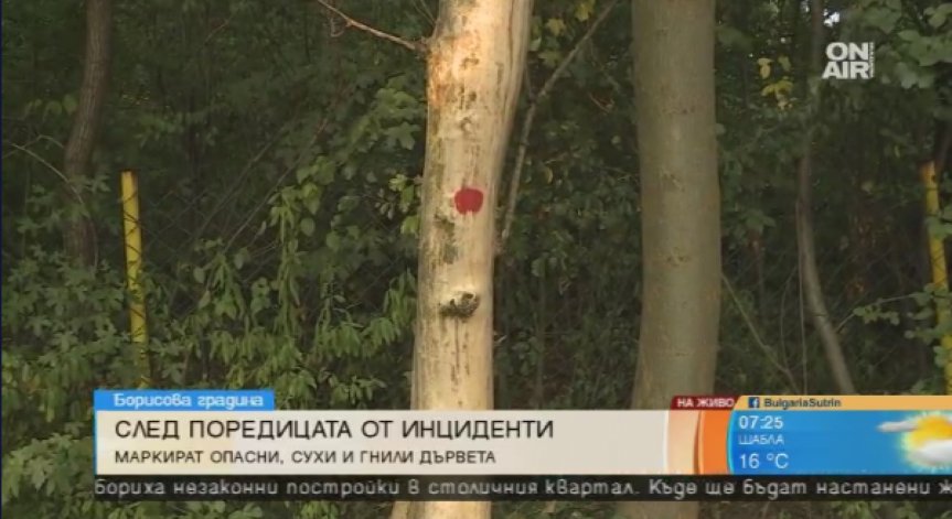 Започва отстраняването на гнили и сухи дървета в Борисовата градина