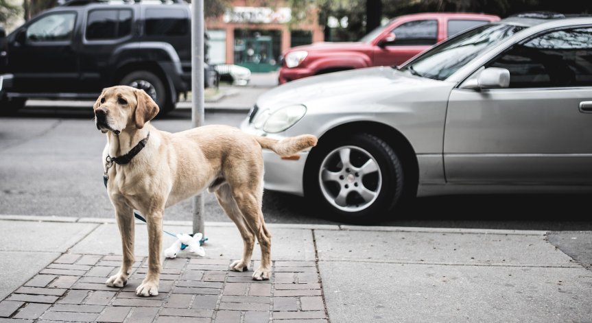 Откраднаха домашен лабрадор пред магазин във Варна